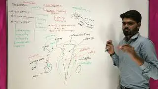 Female reproductive system | માદા પ્રજનનતંત્ર | External genitalia | બાહ્ય જનેન્દ્રિયો