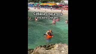 #животные
