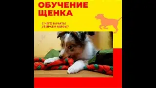 Что самое главное в дрессировке щенка? Как правильно дрессировать щенка?