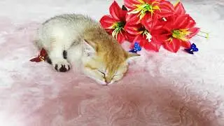 Котенок Дэя сладко уснула на кровати Day's kitten fell asleep sweetly on the bed