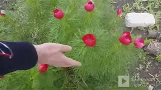 Обзор дачного участка. Ароматы весны...
