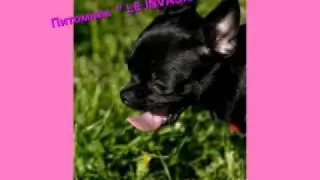 продаются щенки чихуахуа и той терьера