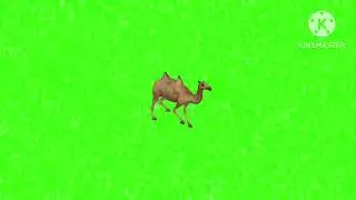 Camel walking green screen animation video