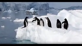 Dubbing penguins is my newfound hobby