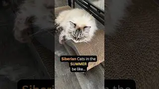 My Cats during Summer