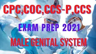 CPC, COC, CCS, CCS-P EXAM PREP - MALE GENITAL SYSTEM
