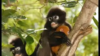 Why Dusky Leaf Baby Monkey Is Orange Color? Dusky Langur Orange Babies But Adults Are Black & White