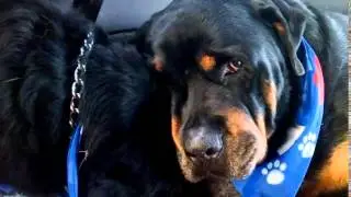 Ölen Kardeşinin Başından Ayrılmayan Köpek
