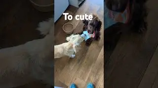 cute! #shortsfeed #shorts #short #subscribe #sub #youtube #youtuber #dog #dogs #cute #love #win #aww