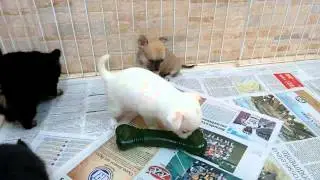 Chihuahuas vendidos