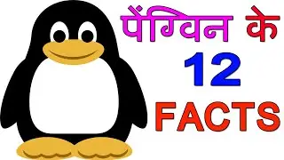 Penguin Video - 12 Penguins Cool Facts That You Need To Know