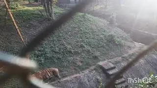Tiger 🐯.... 🐯