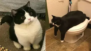 Compilation Funny Cat Moments 😹 Try not to Laugh Challenge 🤣 Best of Funny Cat Videos 😂 #11