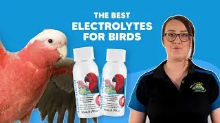 Essential Electrolytes for Birds