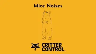 Mouse Noises | What Sounds Do Mice Make? | Mouse Pest Control
