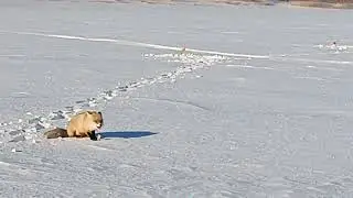 Кум или Кума ко мне пришла.