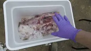 HOW TO Wet Age Venison | Cooler Drain Open Method | Over TWO WEEKS!