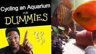Cycling a Fish Tank SIMPLEST GUIDE!
