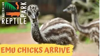 EMU CHICKS ARE HERE! | The Australian Reptile Park