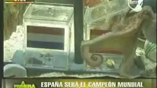 Pulpo Paul predice a España como campeón de Sudáfrica 2010