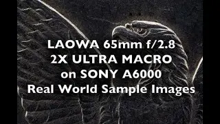 Laowa 65mm f/2.8 on Sony A6000 Macro Real World Sample Images