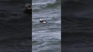 Photographing the Longtail duck 
