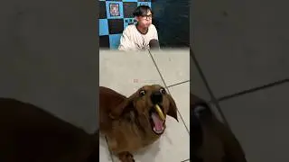 Try Not To Laugh 6 #imransanjaya #funny #memes #ngakak #memengeselintapibikintawa