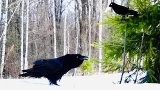 Raven -so can only it! Intelligence and language of the smartest crow of our forest / REAL animals