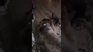 Бой!!