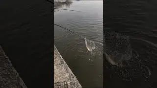 ВОТ он ЯЗЬ. Рыбалка на поплавок