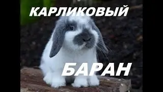 Карликовый баран. Какую породу кролика лучше выбрать. Обзор породы. Кролиководство