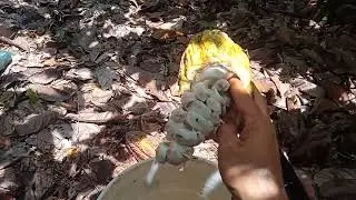 DISPOSITIVO REVOLUCIONARIO PARA DEGULLAR CACAO