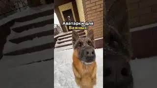 Аватарки для Важных 🗿  Все Аватарки в ТГК 🤩 