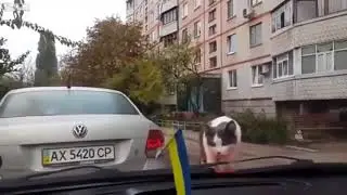 Смешное видео