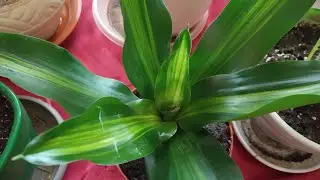 Grocery shopping and just one flower