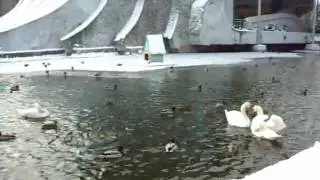 Mary Kadderly - Heading back to town (Birds on a winter pond)