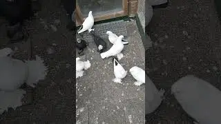 Гульсары пара .Пара белых и чернохвостые.