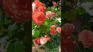 роза-шраб Бельведер