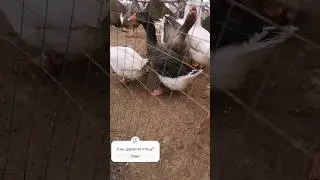 В рабстве у Гусей