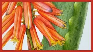 ALOE PAINTING PROGRESS