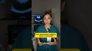 Как собрать мочу у питомца? #лечениеживотных #ветеринар