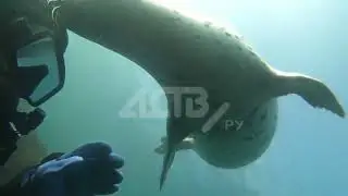 Дайвинг на Сахалине. Очень тактильная нерпа