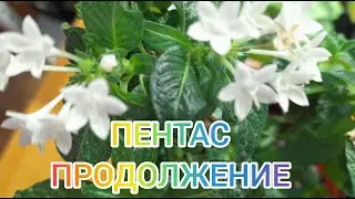 Пентас - медленно растет. Пикирую в полтора месяца.