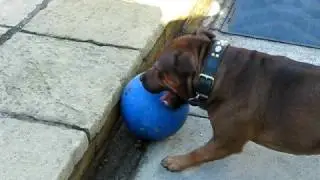 Boomer ball, Toby and Venus