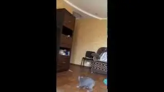 British cat