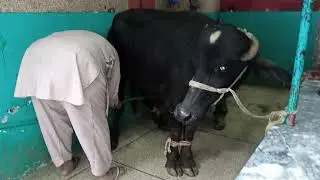@fmanimalplanet7110 cow slaughter