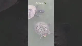 #Tortoise