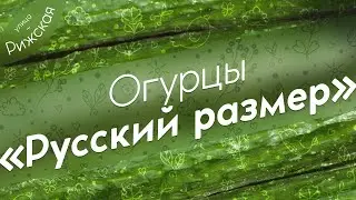 Огурцы «Русский размер» 🥒 Не повторяйте моих ошибок!