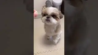 Cats & Dogs/САМЫЕ СМЕШНЫЕ ЖИВОТНЫЕ 😺🐶#2