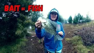 Bait Equals Fish!